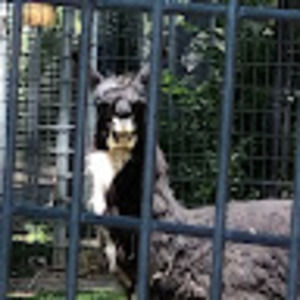 Meet your Posher, Suzet